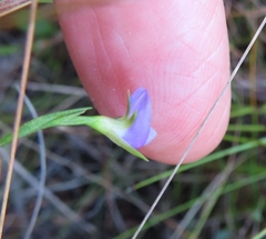 Psoralea oreophila