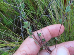 Psoralea oreophila