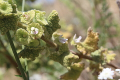 Pseudodictamnus undulatus