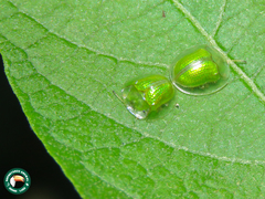 Plagiometriona herbea