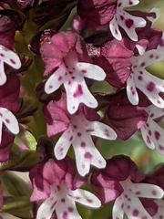 Neotinea ustulata ustulata