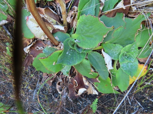 Image of Hermas ciliata by (c) linkie, some rights reserved (CC BY)