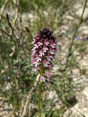Neotinea ustulata ustulata