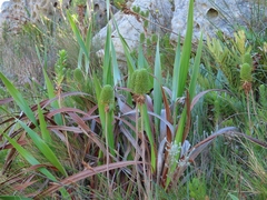 Ursinia caledonica