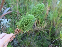 Ursinia caledonica