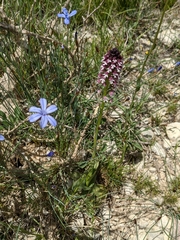 Neotinea ustulata ustulata