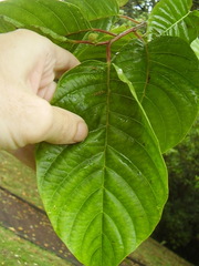 Camptotheca acuminata