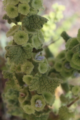 Pseudodictamnus undulatus