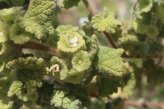 Pseudodictamnus undulatus