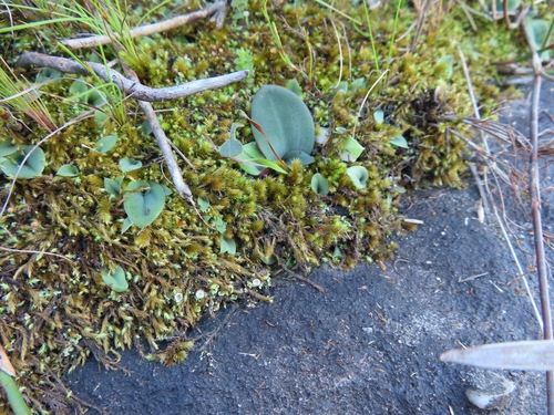 Drimia platyphylla