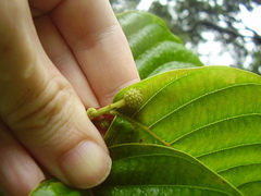 Camptotheca acuminata