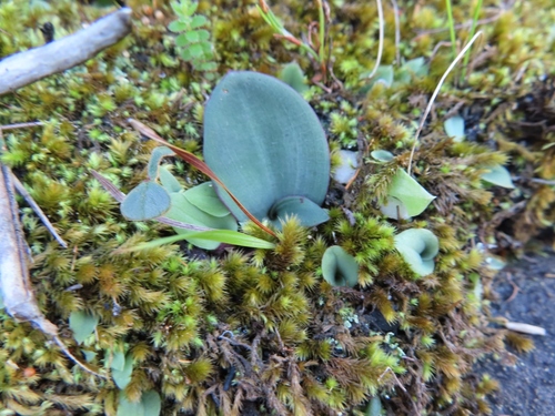 Drimia platyphylla