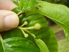 Camptotheca acuminata