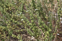 Pseudodictamnus undulatus