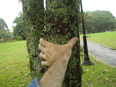 Camptotheca acuminata