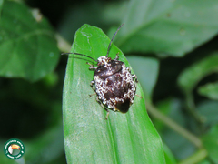 Antiteuchus melanoleucus