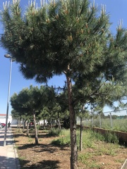 Pinus pinea