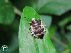 Antiteuchus melanoleucus