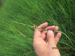 Bolboschoenus caldwellii