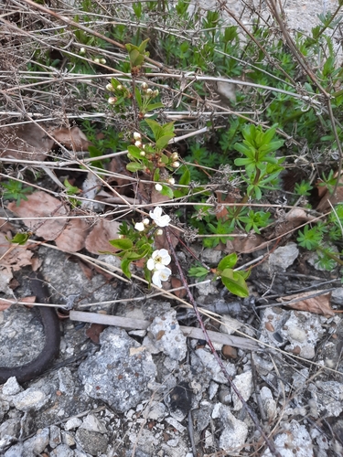 Prunus cerasus