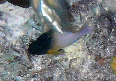 Stegastes partitus