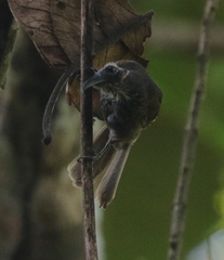 Melitograis gilolensis