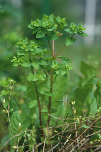 Euphorbia peplus