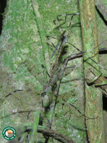 Lecteria calopus