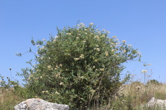 Lonicera etrusca