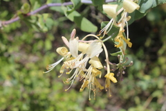 Lonicera etrusca