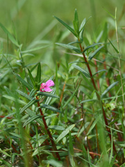 Impatiens chinensis