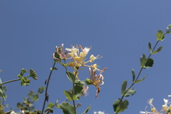 Lonicera etrusca