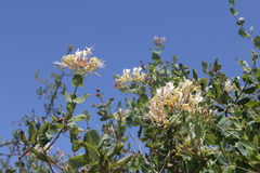 Lonicera etrusca
