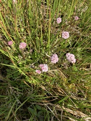 Valeriana dioica