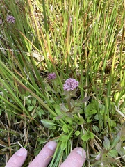 Valeriana dioica
