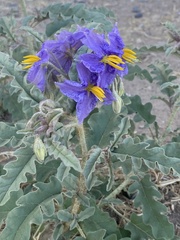 Solanum elaeagnifolium