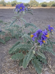 Solanum elaeagnifolium