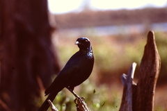 Lamprotornis australis