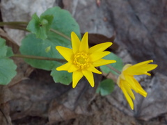 Ficaria verna