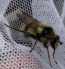 Criorhina