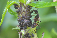Aphis hederae