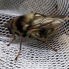 Criorhina