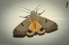 Ophiusa parcemacula