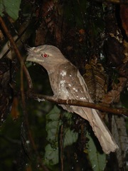 Batrachostomus moniliger