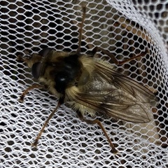 Criorhina