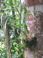 Cyrtopodium
