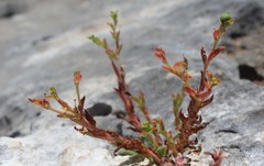 Euphorbia arguta