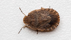 Sciocoris microphthalmus