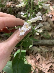 Penstemon canescens