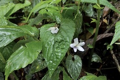 Viola hamiltoniana